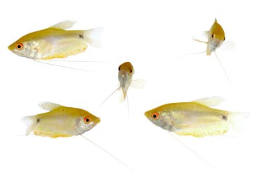 Yellow fish clipart