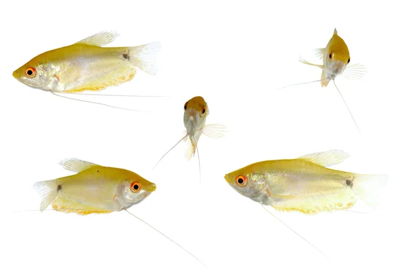 노란 물고기 — 스톡 사진