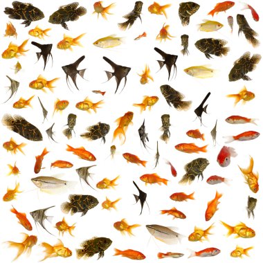 Fish collection. 5000 x 5000 pixels. clipart