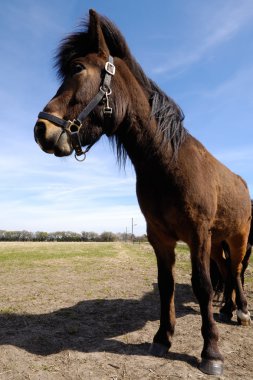 Pony in profile clipart