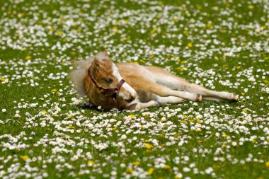 Horse foal is resting on flower field clipart