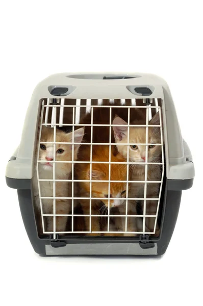 Beyaz arka plan üzerinde izole taşıma kutusunda yavru kedi — Stok fotoğraf
