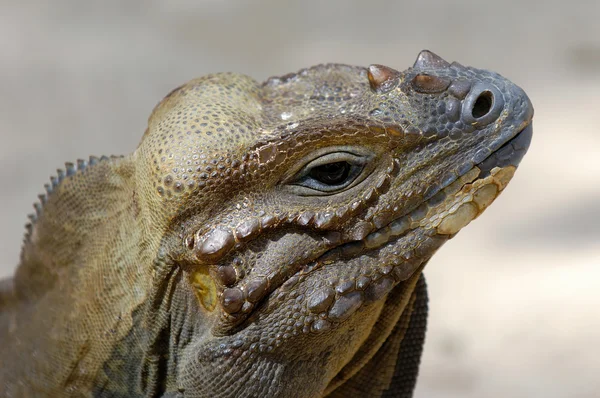 Комодская рептилия ищет — стоковое фото