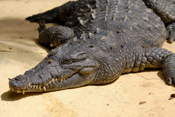 Crocodile se repose au soleil — Photo