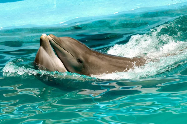 Para delfinów w miłości — Zdjęcie stockowe