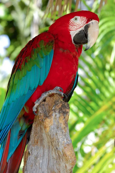 Perroquet posant — Photo