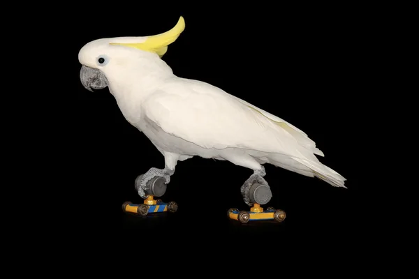 Papegoja körs på rullskridskor — Stockfoto