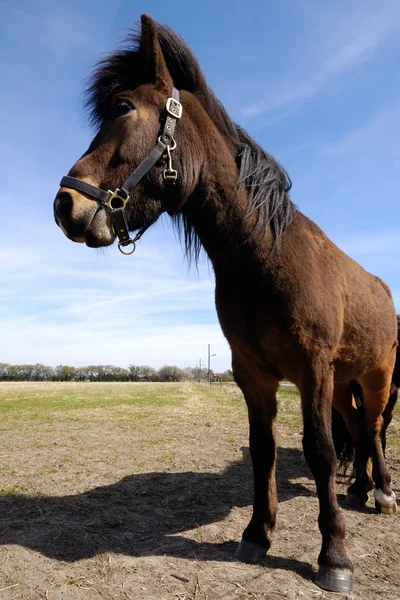 Pony en perfil — Foto de Stock