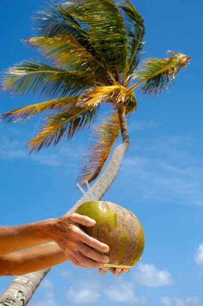 Кокосовый напиток и пальмы — стоковое фото