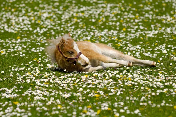 Potro de cavalo está descansando no campo de flores — Fotografia de Stock