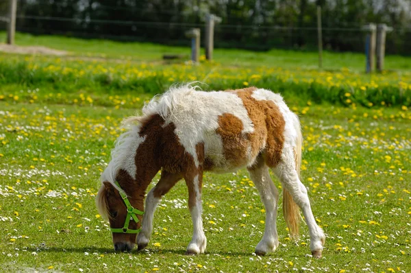 Caballo pony comiendo hierba — Foto de Stock