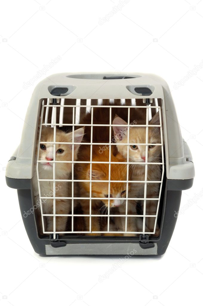 Kittens in transport box isolated on white background
