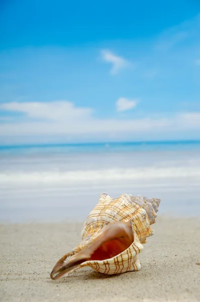 Conch shell on beach — Stock Photo, Image