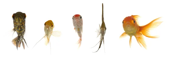 Акваріумні риби шукають — стокове фото