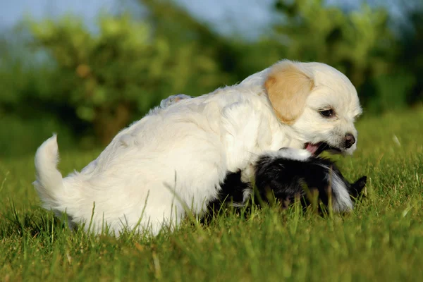 Puppies zijn vechten en spelen — Stockfoto