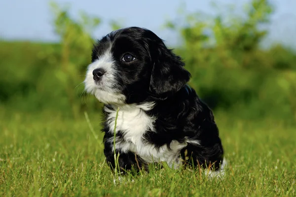 Black puppy — Stock Photo, Image