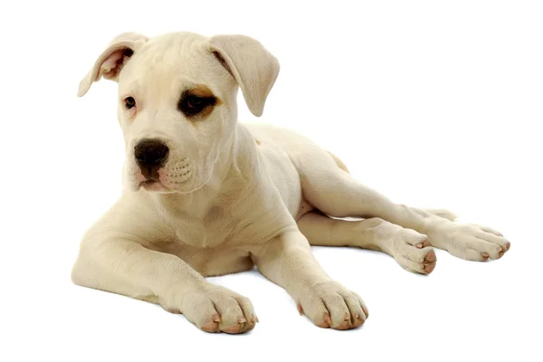 Cão filhote de cachorro no fundo branco — Fotografia de Stock