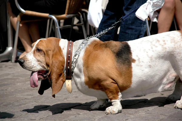 Cão basset — Fotografia de Stock
