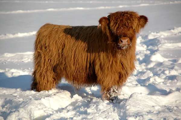 Calf in snow — Stock Photo, Image