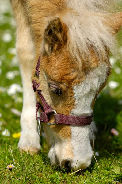 年轻的马吃草 — 图库照片