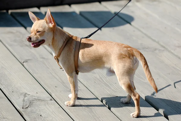 Chihuahua cão — Fotografia de Stock