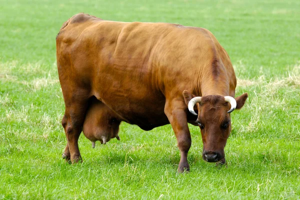 Yeşil çimlerin üzerinde inek — Stok fotoğraf