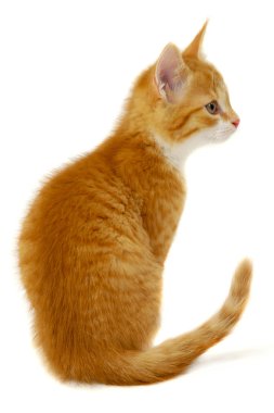 Red cat kitten on white background clipart