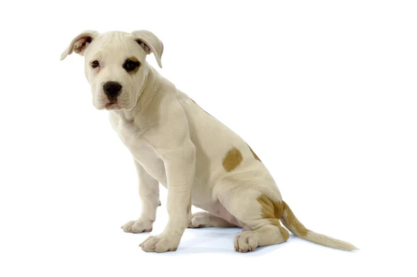 Witte pup — Stockfoto