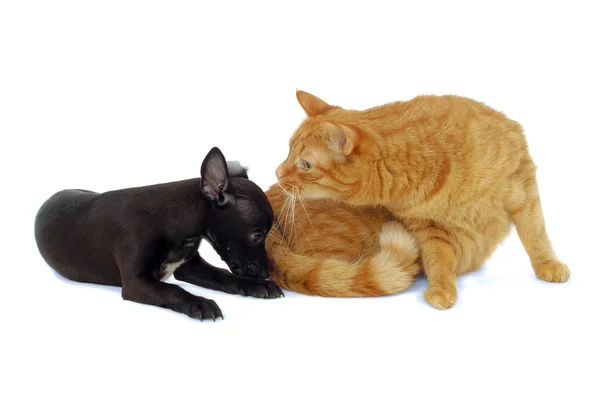 Cat and dog — Stock Photo, Image
