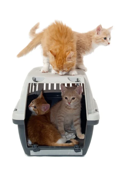 Kocięta słodki kota w pudełku transportowym — Zdjęcie stockowe