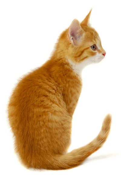Rode kat kitten op witte achtergrond — Stockfoto