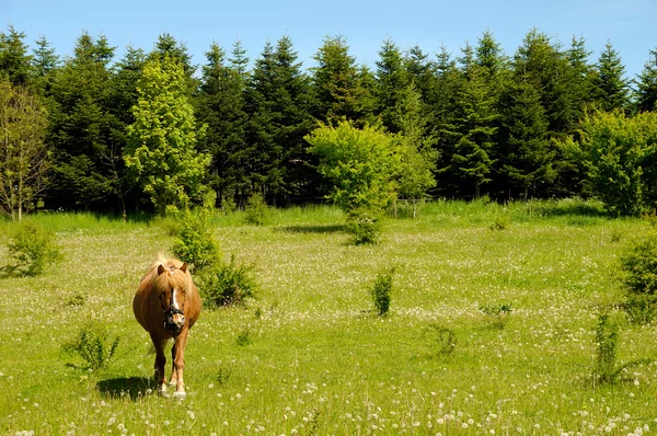 Paard op medaow — Stockfoto