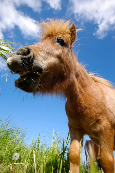 Unga hästen äter gräs — Stockfoto