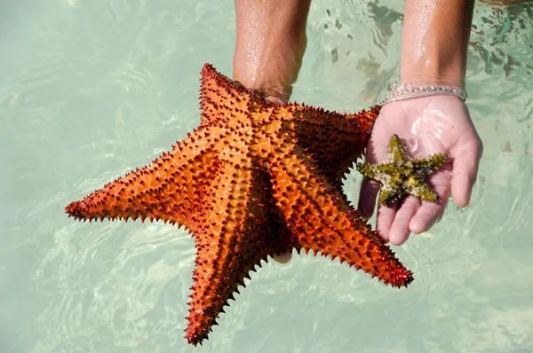 stock image Starfish