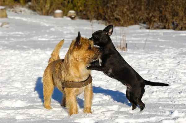 Due cani che giocano — Foto Stock
