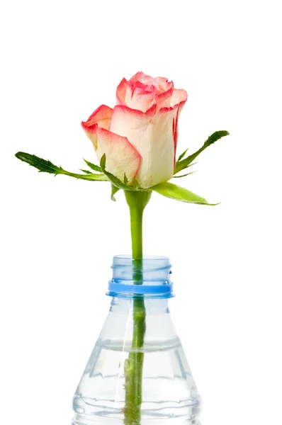 Rose i flaska — Stockfoto