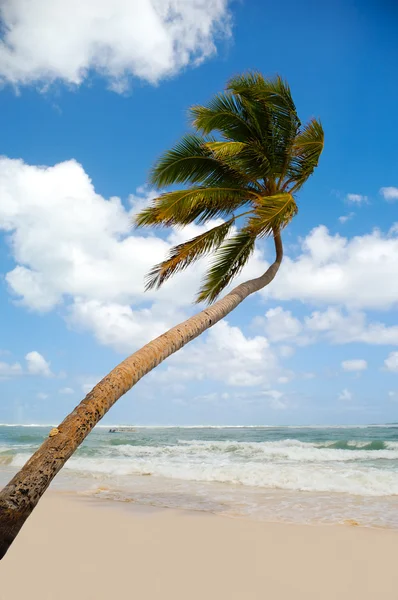 Egzotik plajda palmiye — Stok fotoğraf
