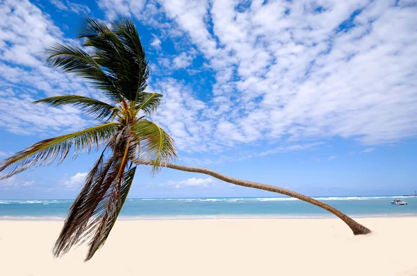Пальма на экзотическом пляже — стоковое фото