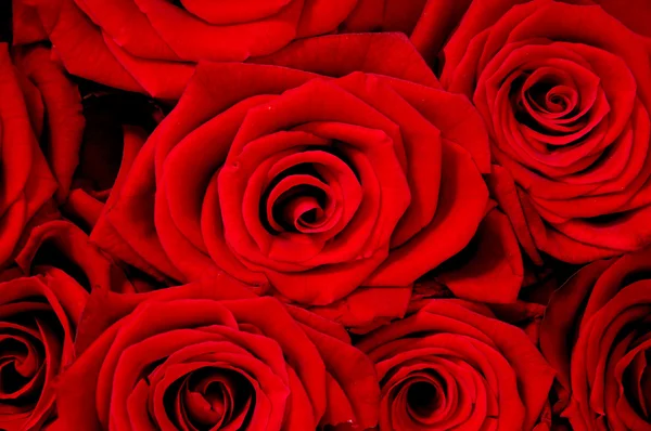 Rose background. — Stock Photo, Image
