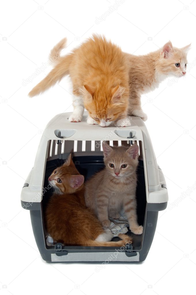 Sweet cat kittens in transport box