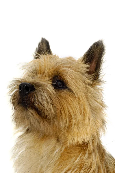 Обличчя cairn тер'єр собака. — стокове фото