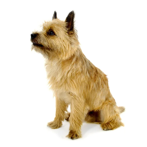Sitter cairn terrier hund. — Stockfoto