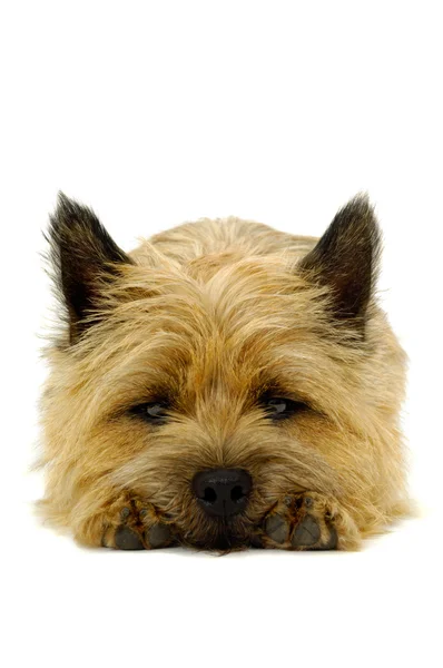 Schläfriger Cairn Terrier Hund. — Stockfoto