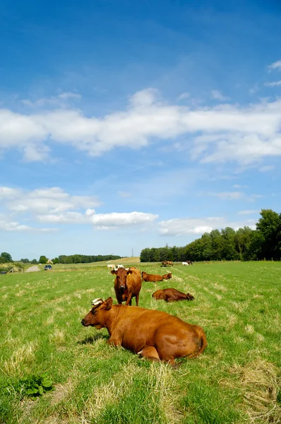 Cows on green grass — Stock Photo, Image