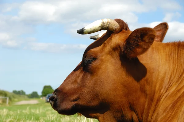 Cara de vaca — Fotografia de Stock