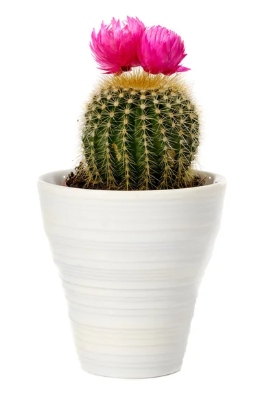 stock image Cactus