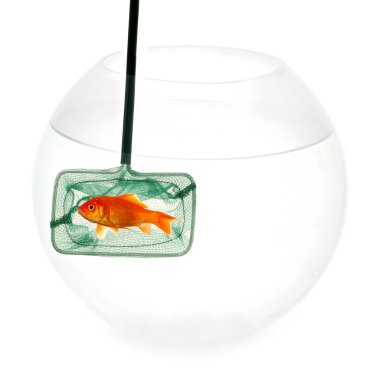 Goldfish in fishingnet clipart