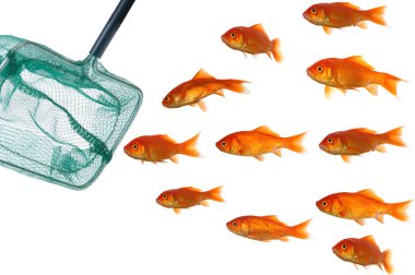 Goldfish and net clipart