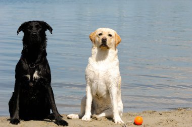 yaşlı ve genç köpek