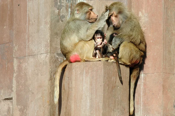 Monky familie, hamadryas baviaan — Stockfoto